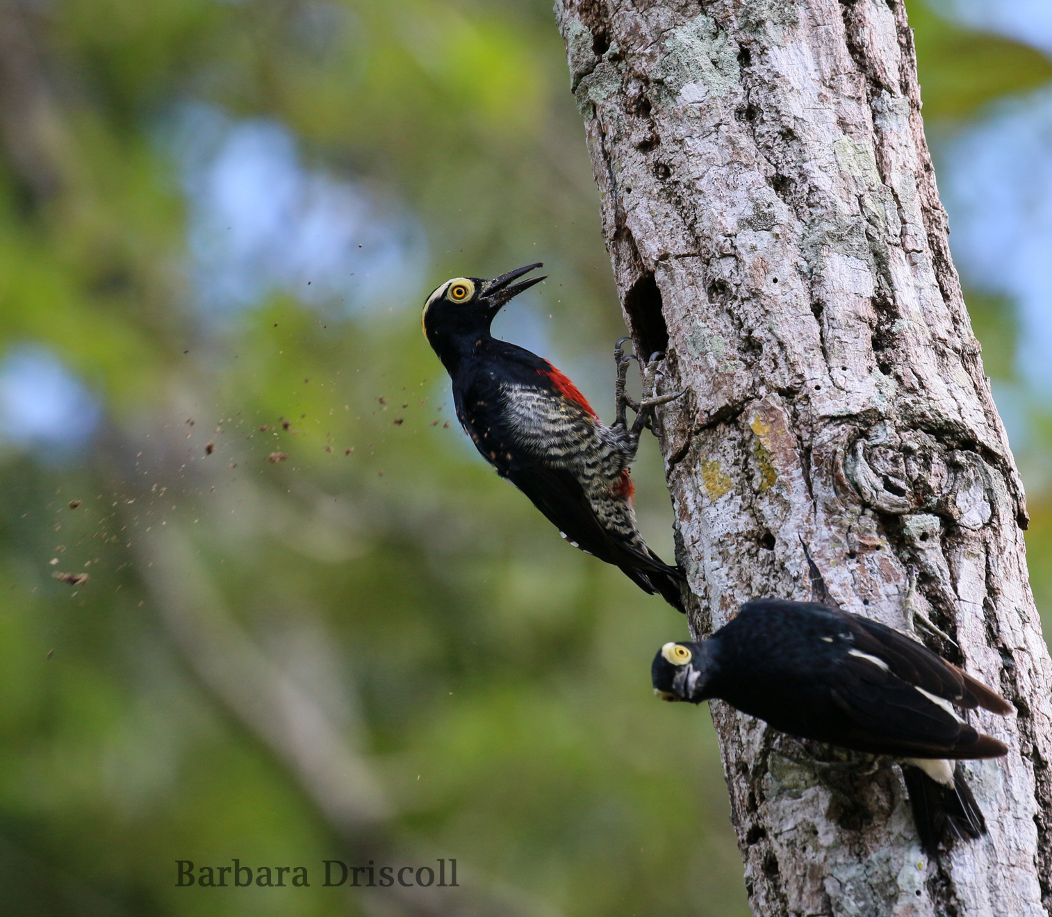 Yellow Tufted Woodpecker.jpg