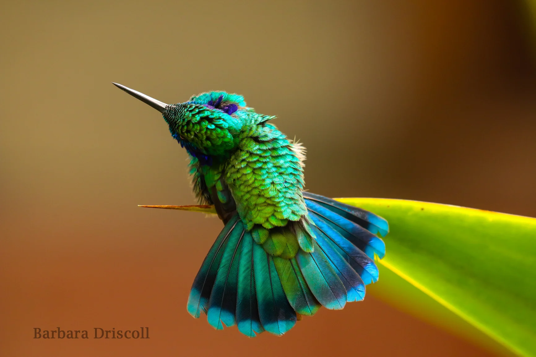 Green violetear hummingbird.jpg