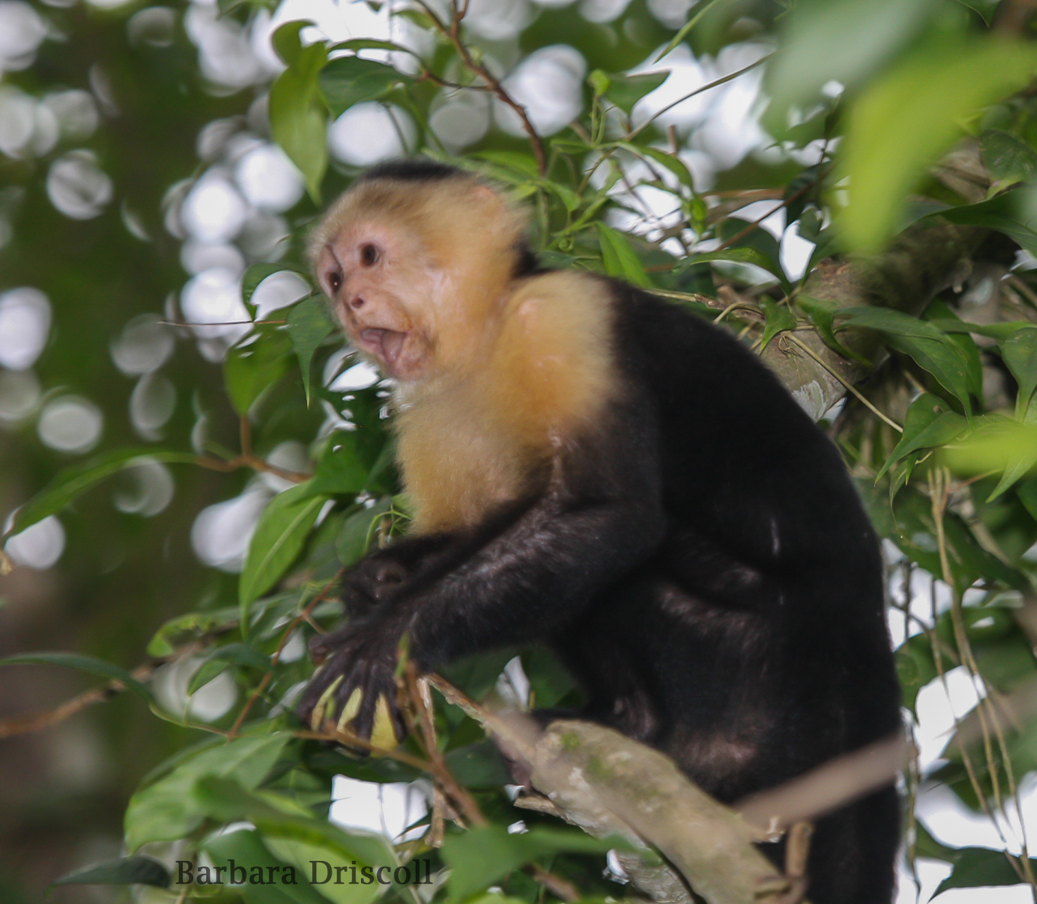 Capuchin with fruit.jpg