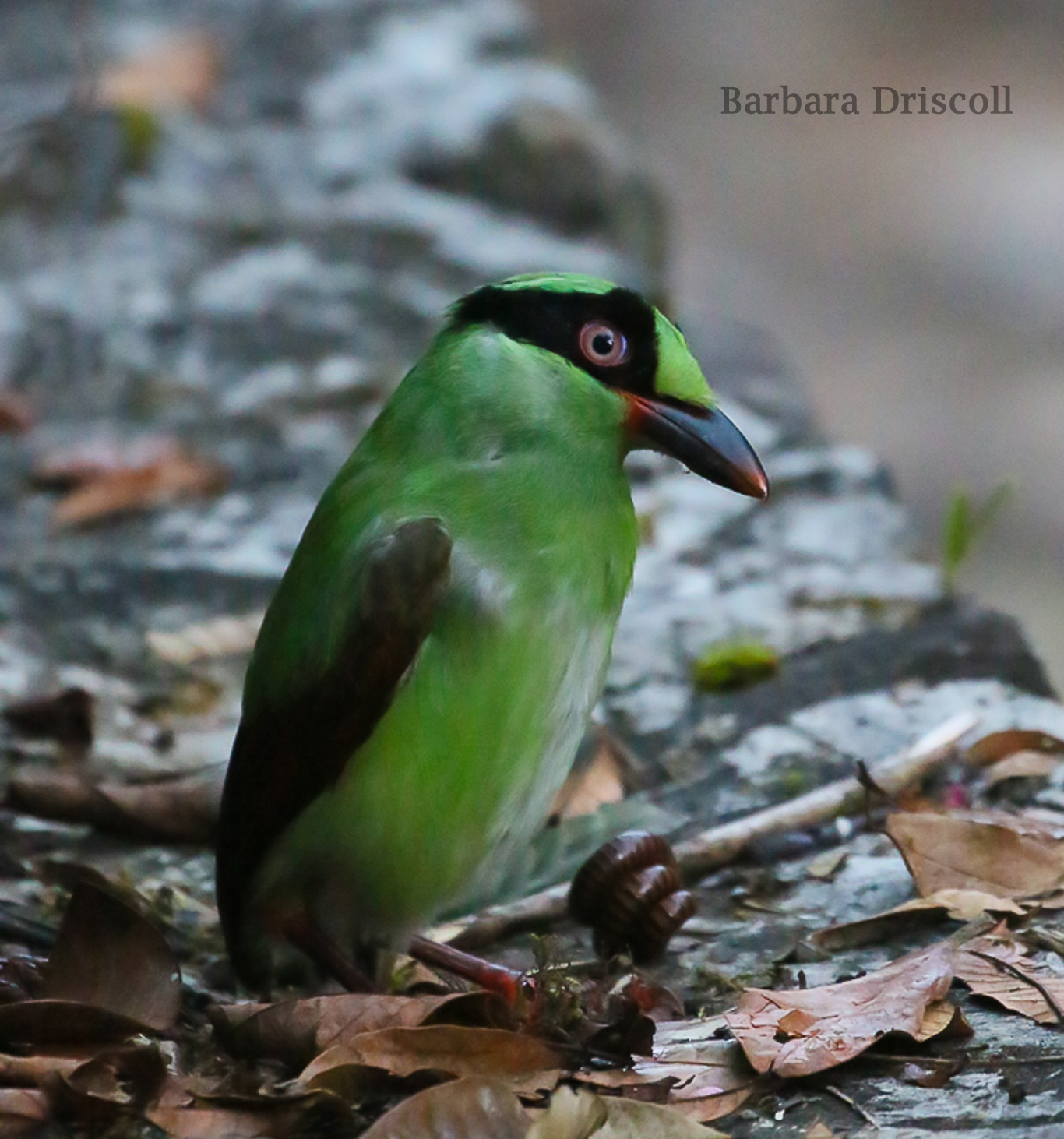 Bornean Green Magpie w centipede.jpg