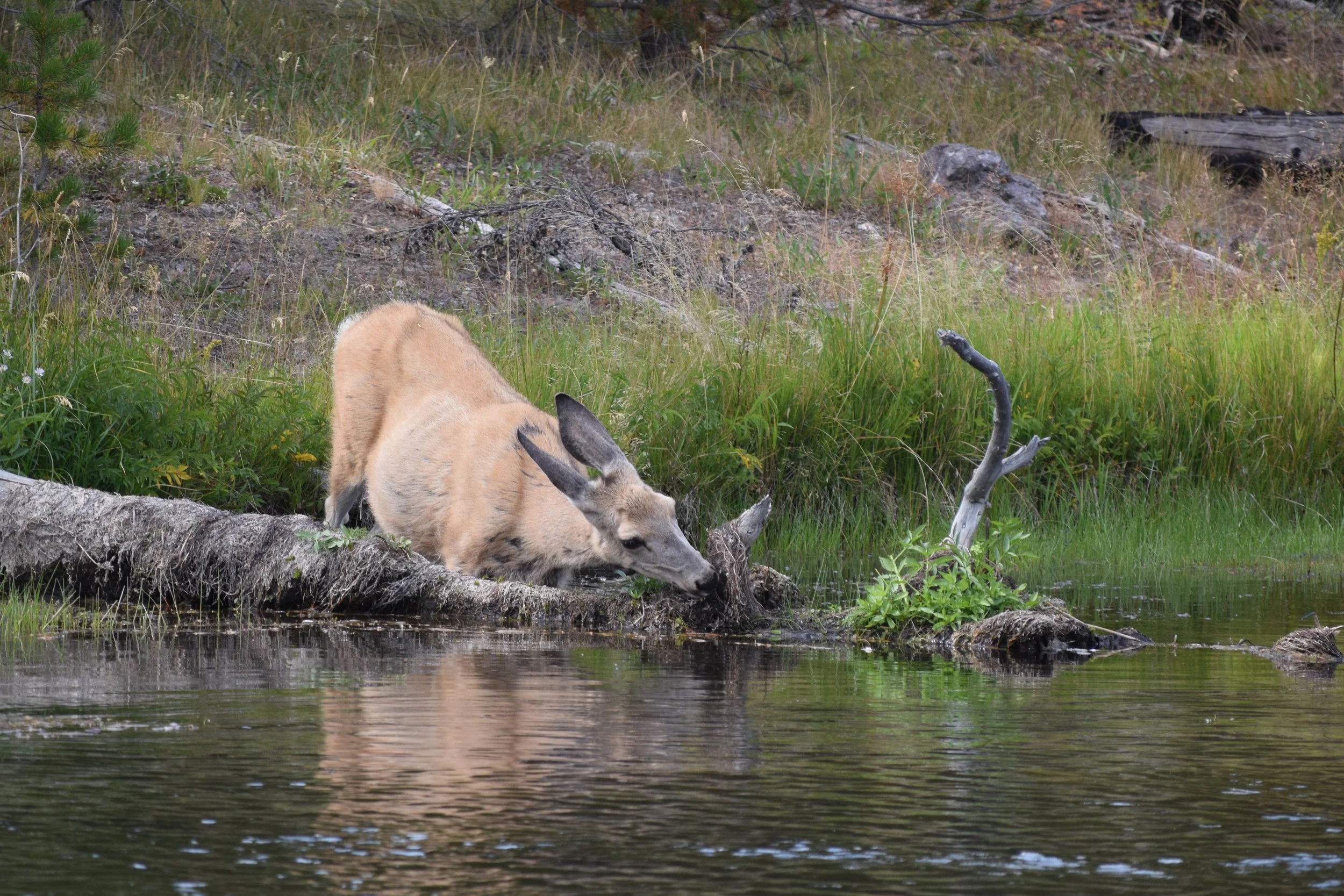 I was about 30 meters away from this elk cow when I took the photo, and there were several other photographers present. But we were all quiet and well-behaved, and we gave her the space she needed and deserved.