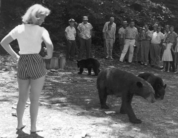 These people are WAY too close to the black bears. This is extremely dangerous for both the people and the bears! Image from NPS .