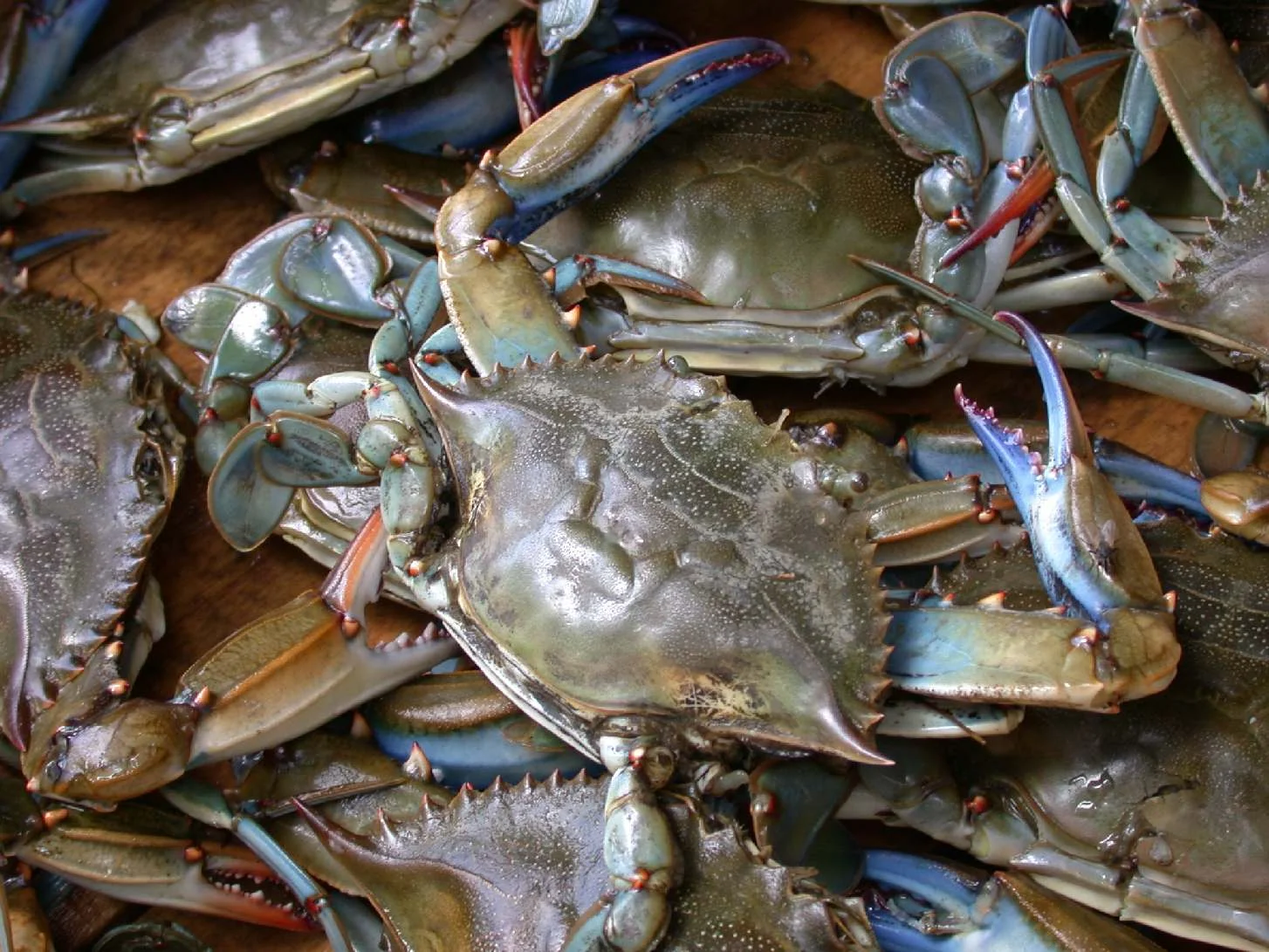 Blue crabs are some of the most important (and delicious) residents of the Chesapeake Bay. Males and females prefer different levels of salinity (saltwater), so the ever-changing estuary is ideal for them. Image by wpopp .