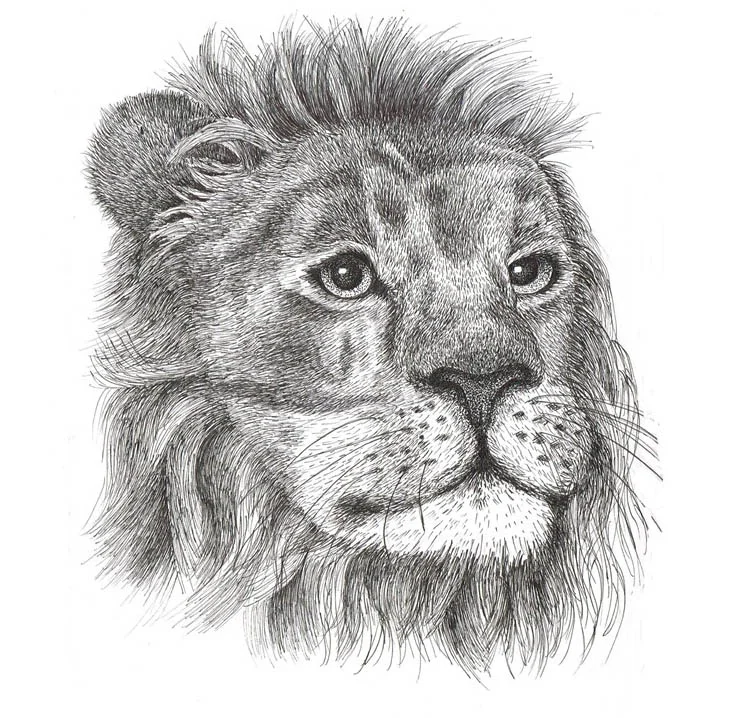 My wonderful and talented friend Rebecca John provided this pen-and-ink drawing for the cover of Kruger National Park: Animal Tales . Check out more of Rebecca's science communication work on her blog .