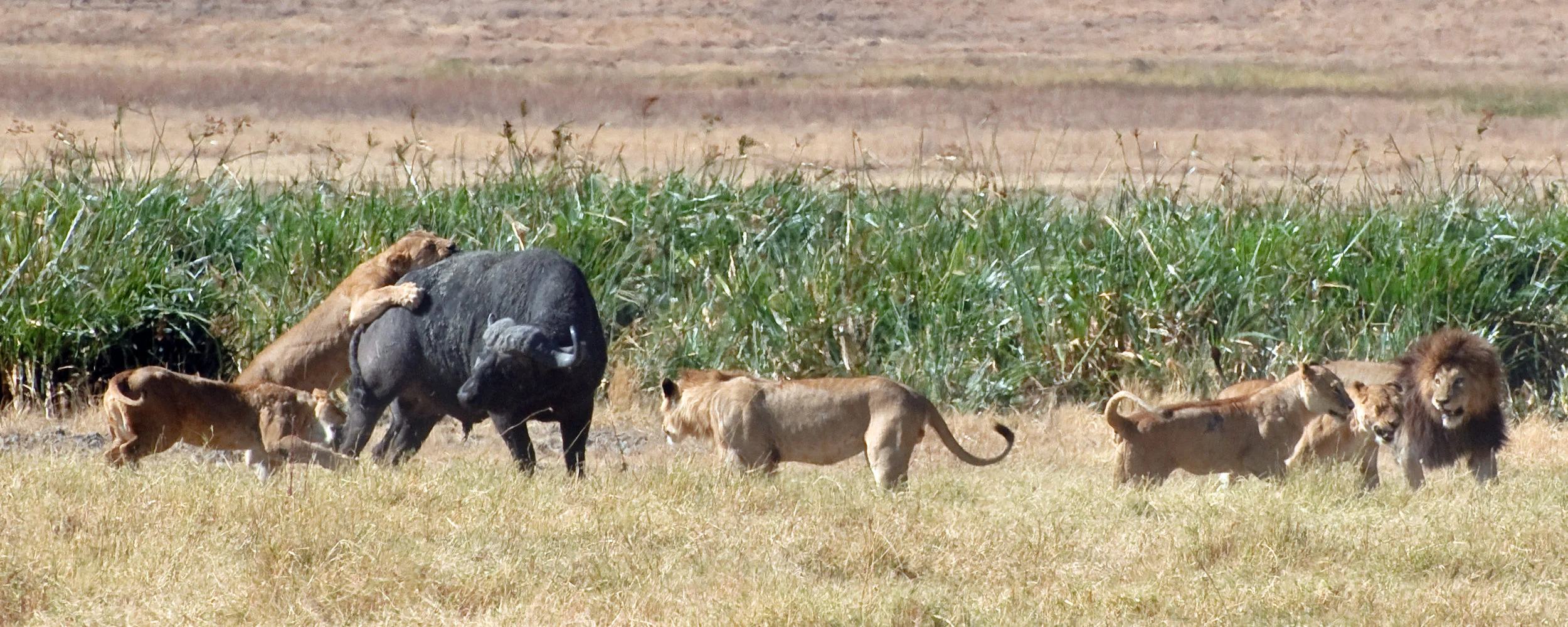 Lions working as a team to bring down a buffalo in Tanzania. Image by oliver.dodd .