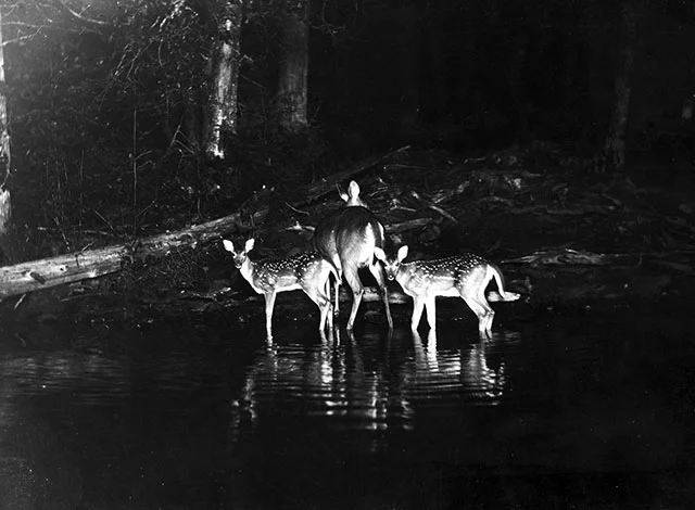 Early flash photography of wild deer by George Shiras III, published in National Geographic in 1906, via PetaPixel .