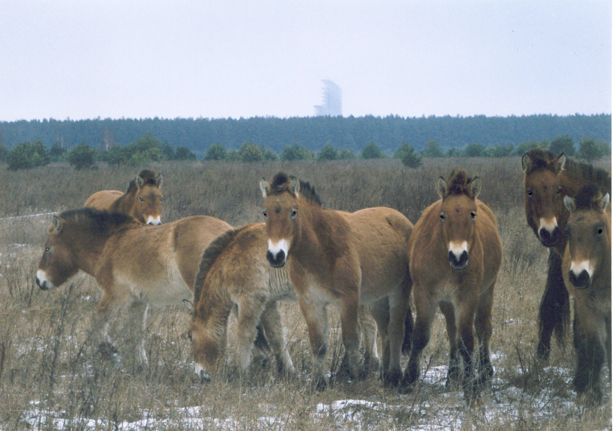 Przewalski's horses in the Exclusion Zone, with an abandoned power plant building in the background. Image by Xopc .