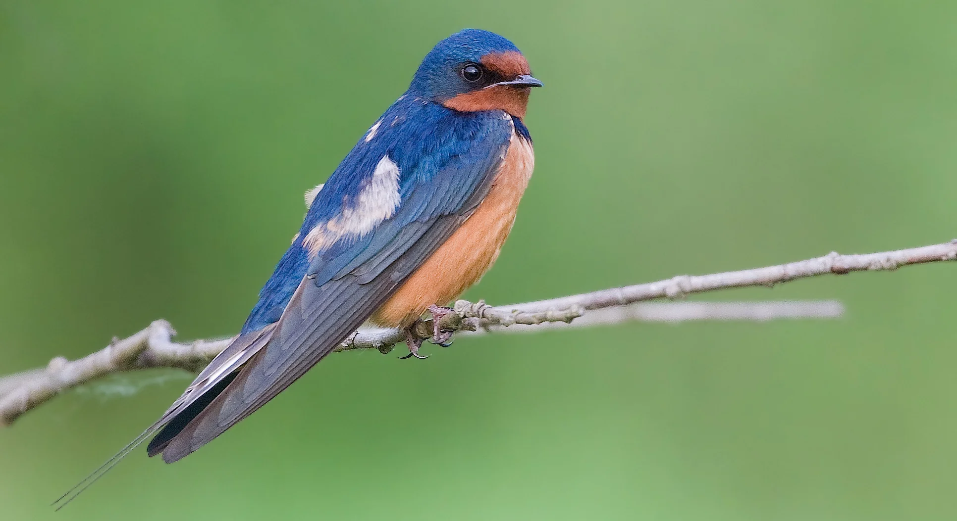 Barn swallows with physical deformations have been observed in the Exclusion Zone. Image by JJ Cadiz .