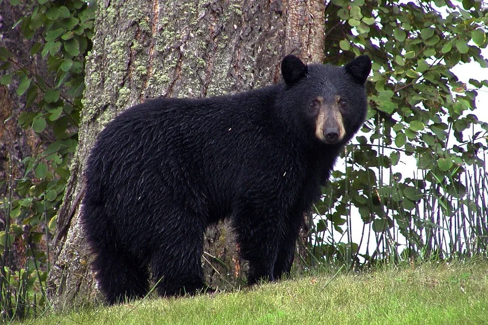 American black bear, or Ursus americanus. 