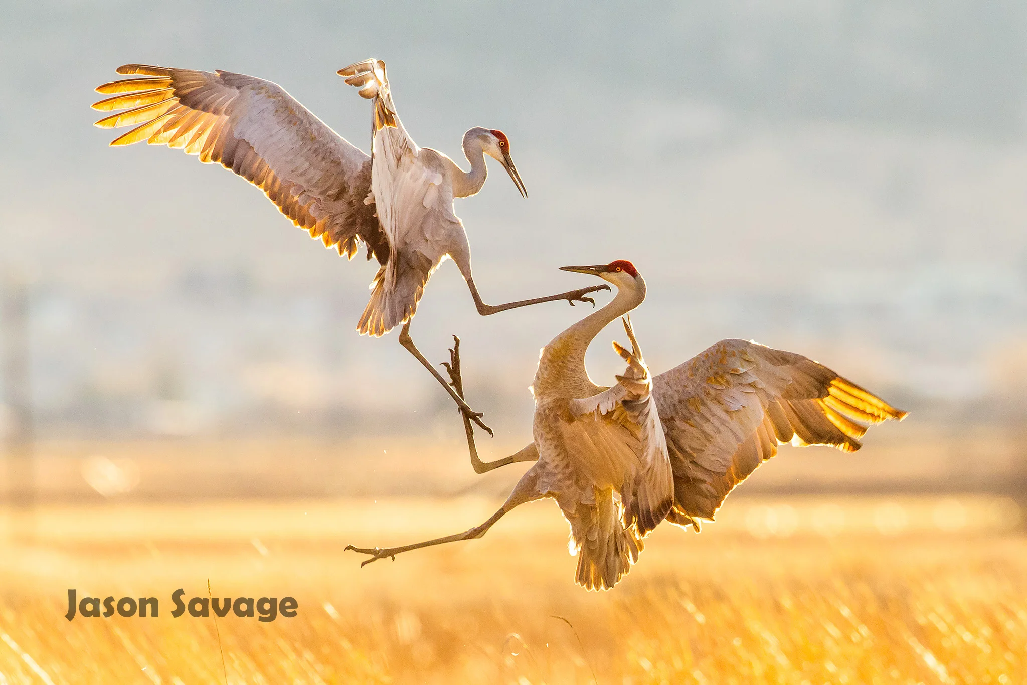 This image by Jason Savage tells a tale of brutality and beauty.