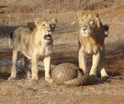 Pangolin defending itself from lions. Image by Sandip Kumar .