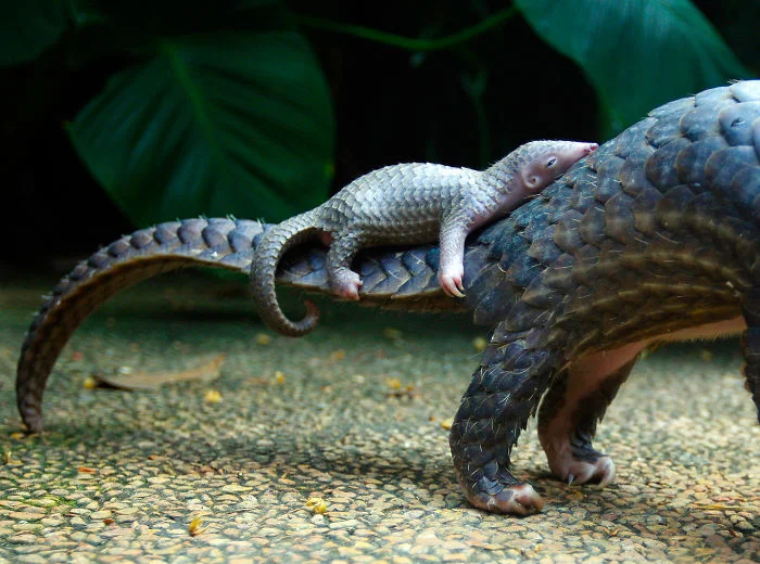 Mom's butt is the best place for a nap. Image by Firdia Lisnawati via Huffington Post .