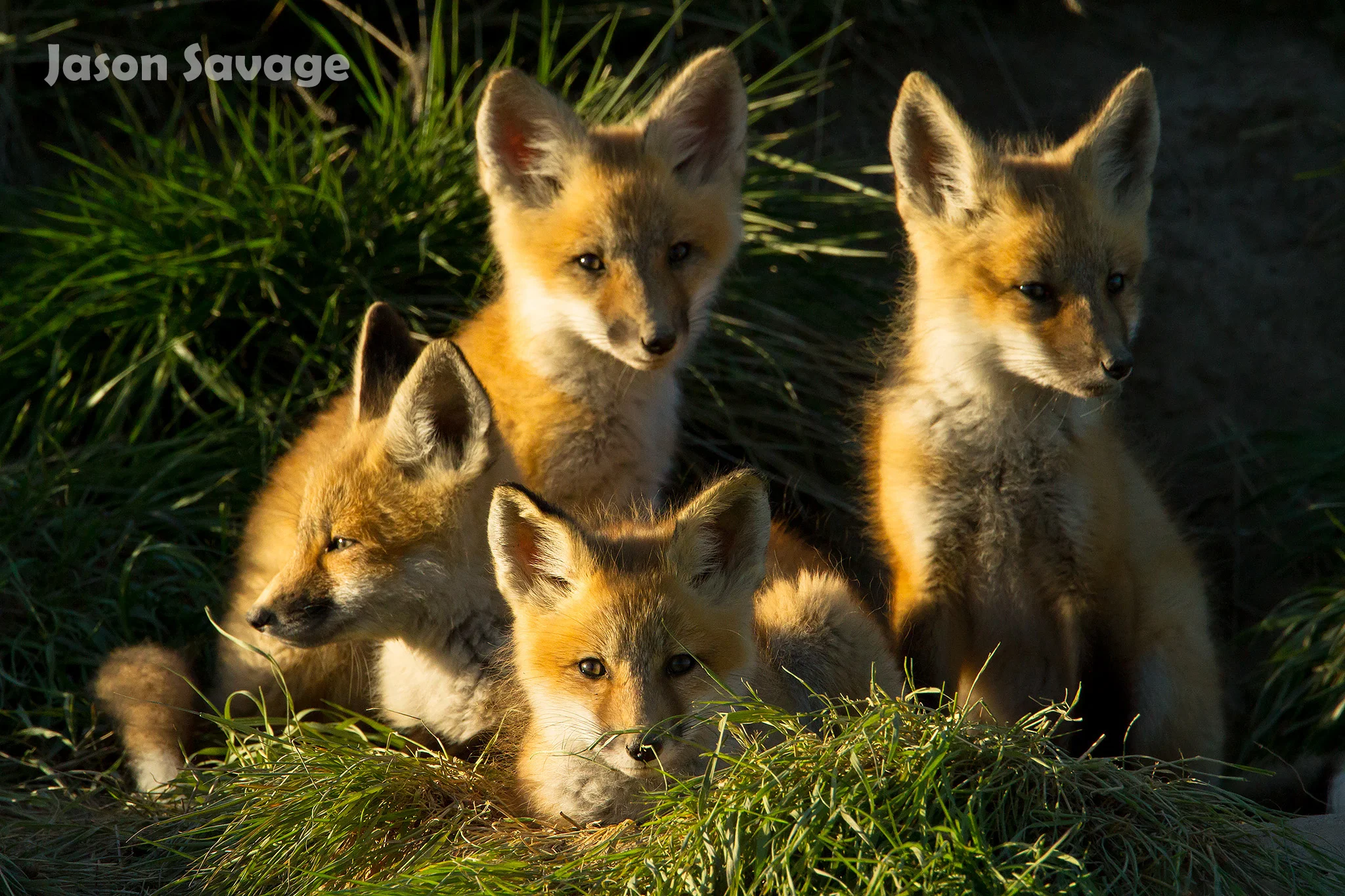 Foxes are some of the most popular wildlife photo subjects. Image by Jason Savage .