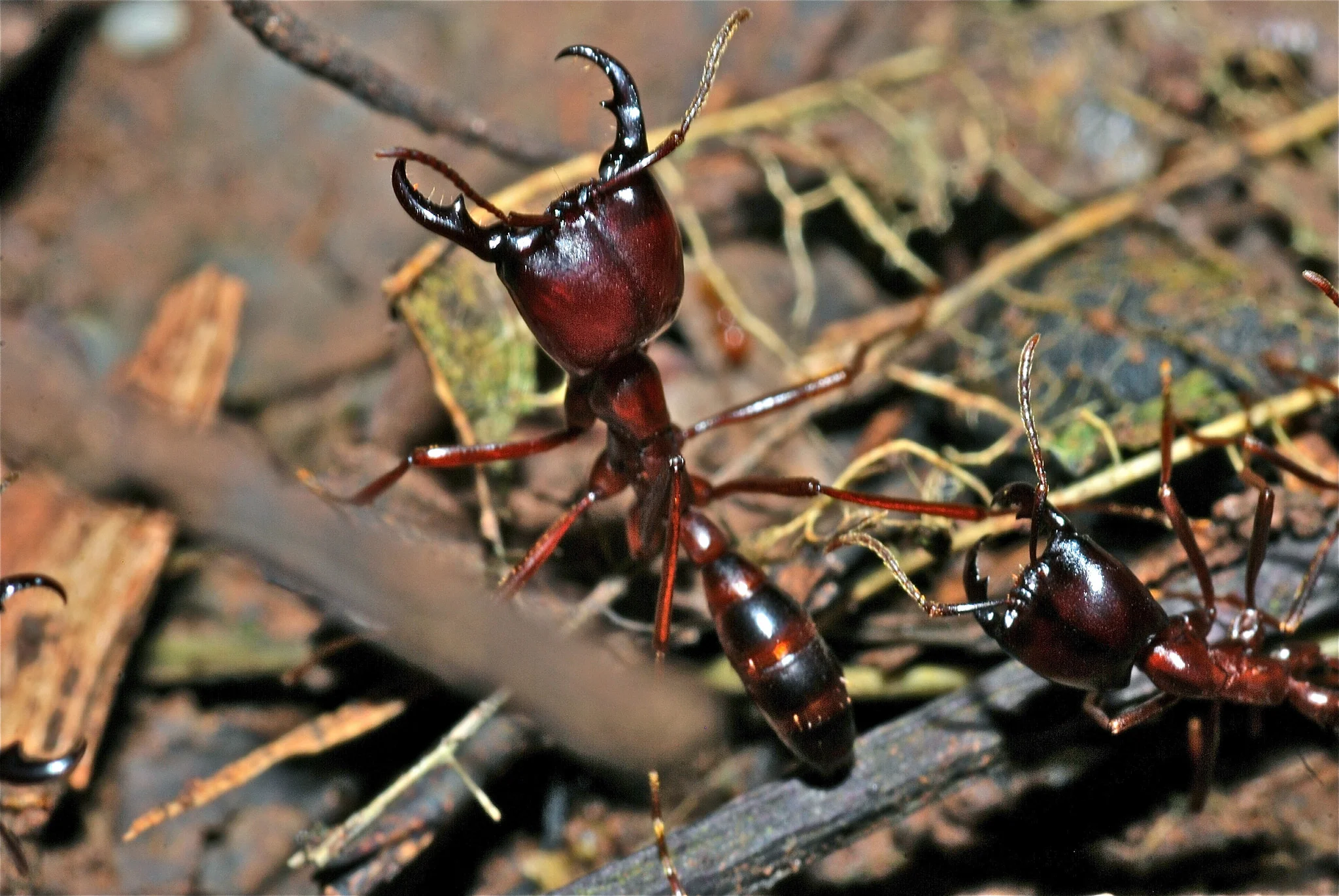 These army ants in Uganda are a critical part of the forest ecosystem. Image by Bernard DUPONT
