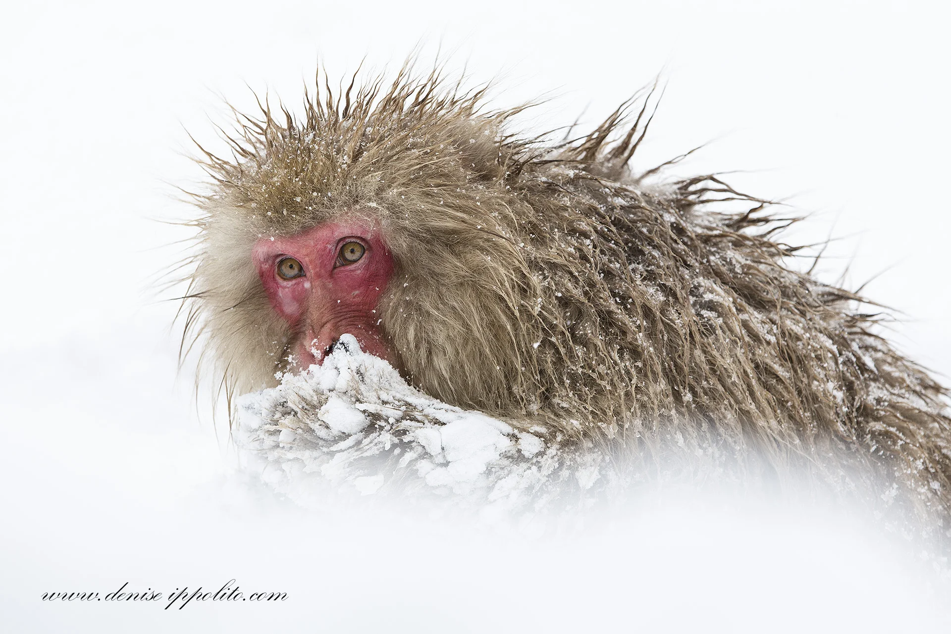 This snow monkey seems much more relatable and human-like to us than the dragonfly below. Image by Denise Ippolito