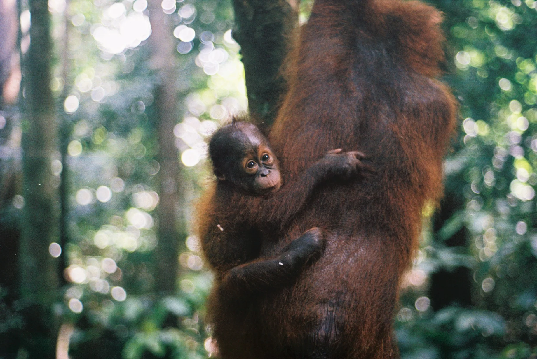 A baby orangutan clings to mom as she swings through the forest. Image by Ellen Munro