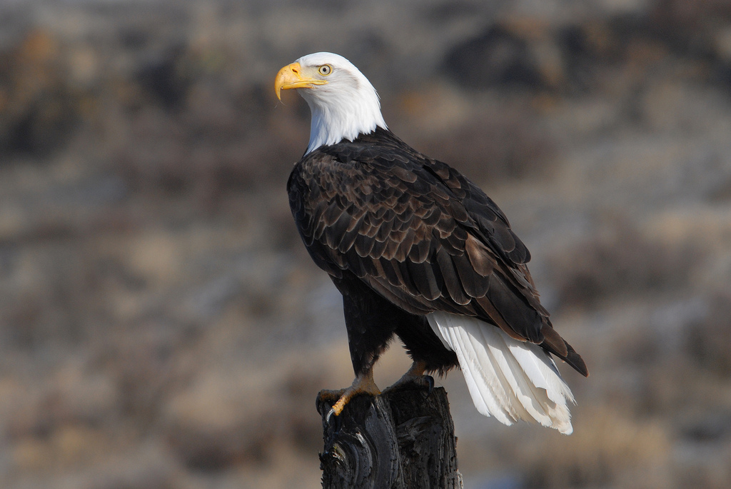 A national icon. Image from the US Fish and Wildlife Service