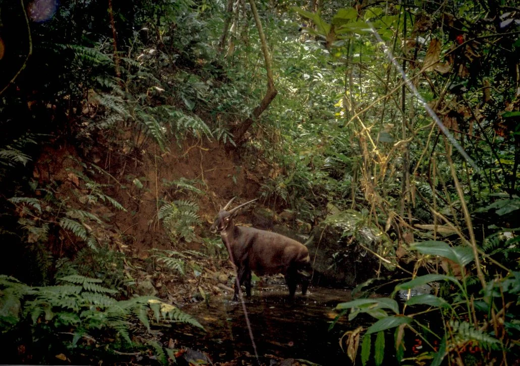 The first photo of a wild saola ever, captured by a camera trap. Image from William Raubichaud, via the Saola Working Group .
