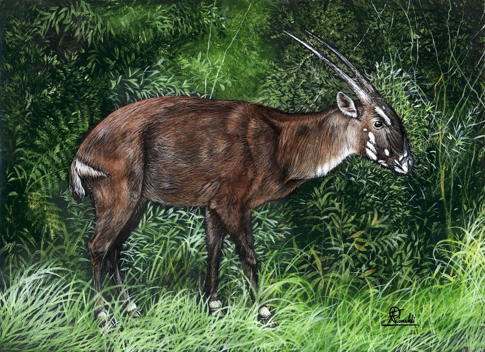 Secrets of the Saola — The Wild Focus Project