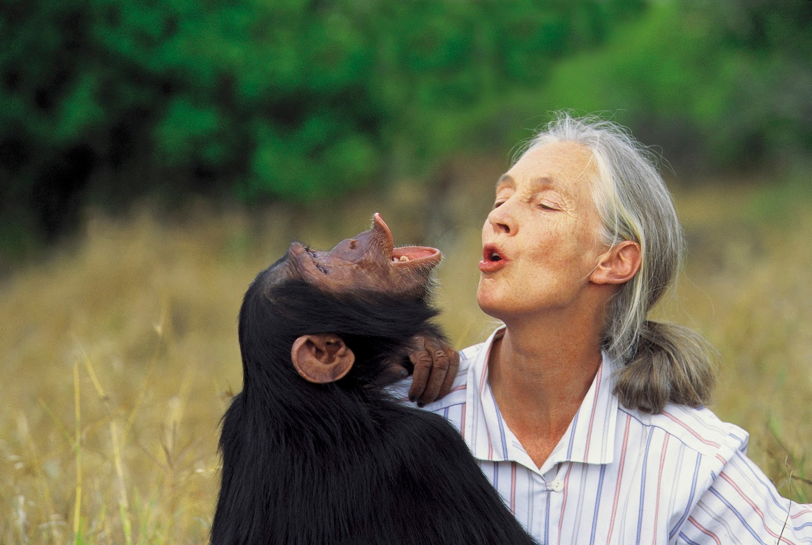 Jane Goodall is one of the most influential and inspirational conservationists in the world. Image from the Jane Goodall Institute .