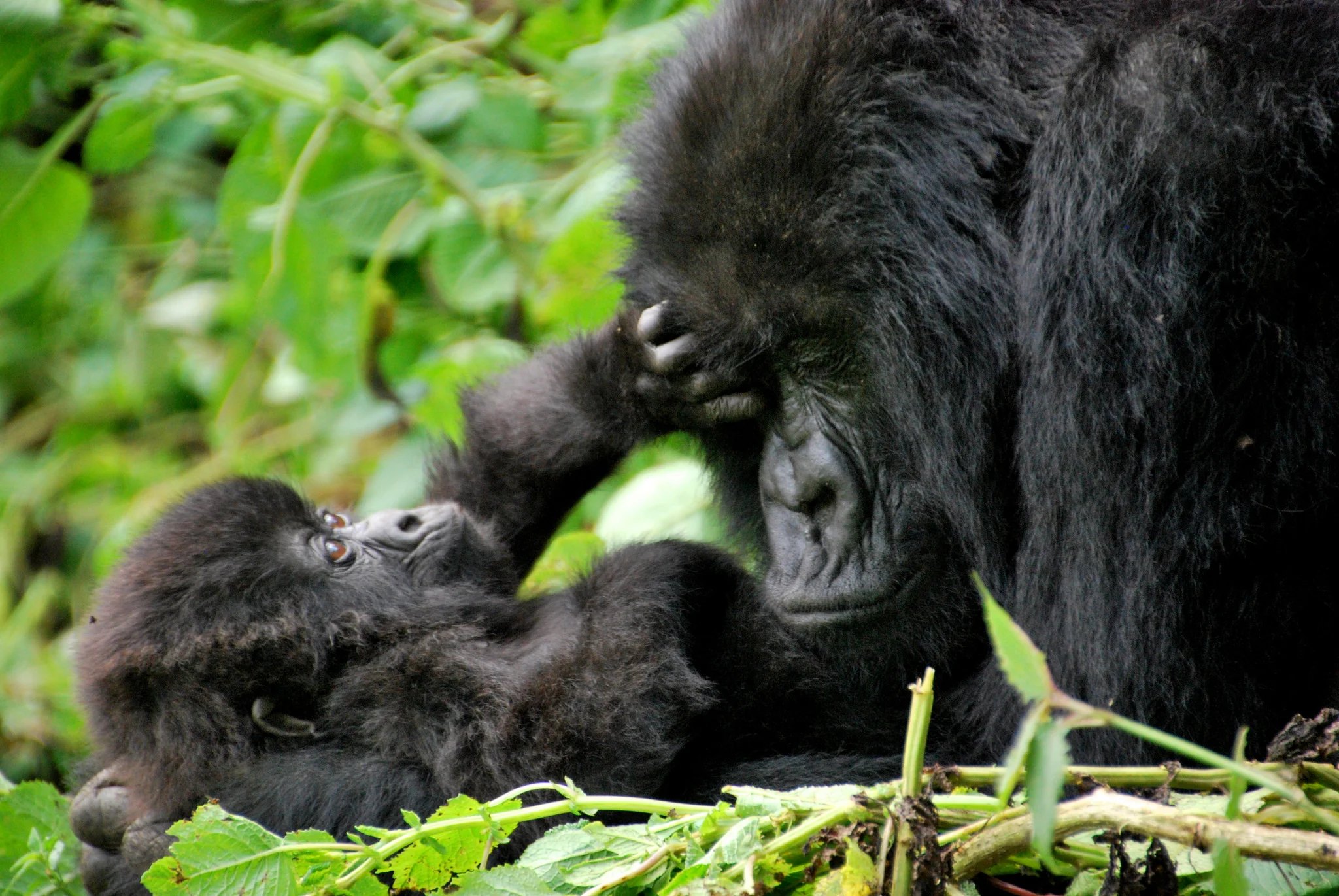 Mountain gorillas, some of our closest evolutionary relatives, are highly endangered. Image by Kate .