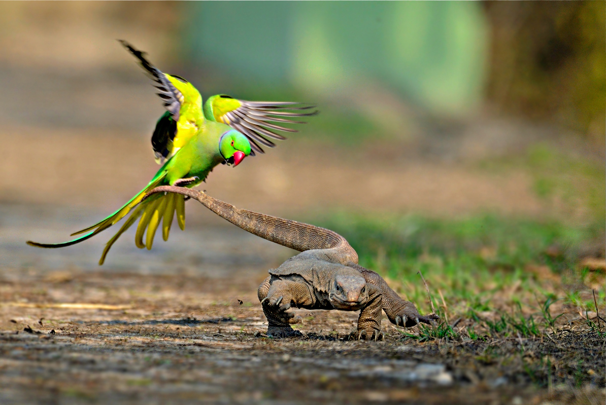 A rose-ringed parakeet defends its chicks and territory from a monitor lizard. Image by Rathika Ramasamy, via Cambyte .