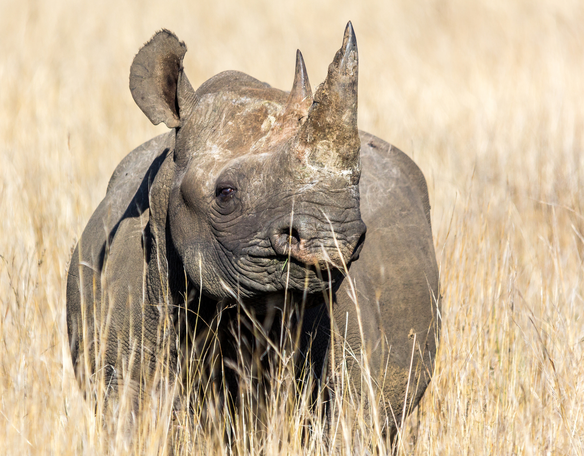 Black rhino. Image by Gerry Zambonini