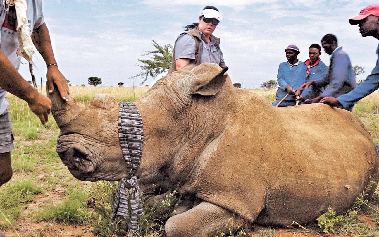 Safely de-horning a rhino on a private game farm. Image by Trophy_StoneRoadMedia, via the Telegraph