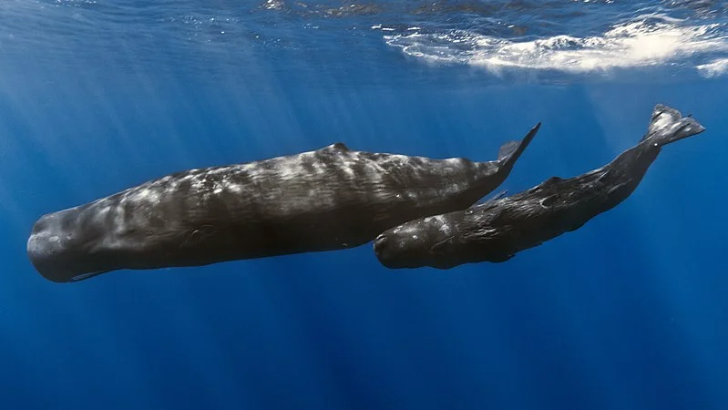 Mother and calf sperm whales. Image by Gabriel Barathieu .
