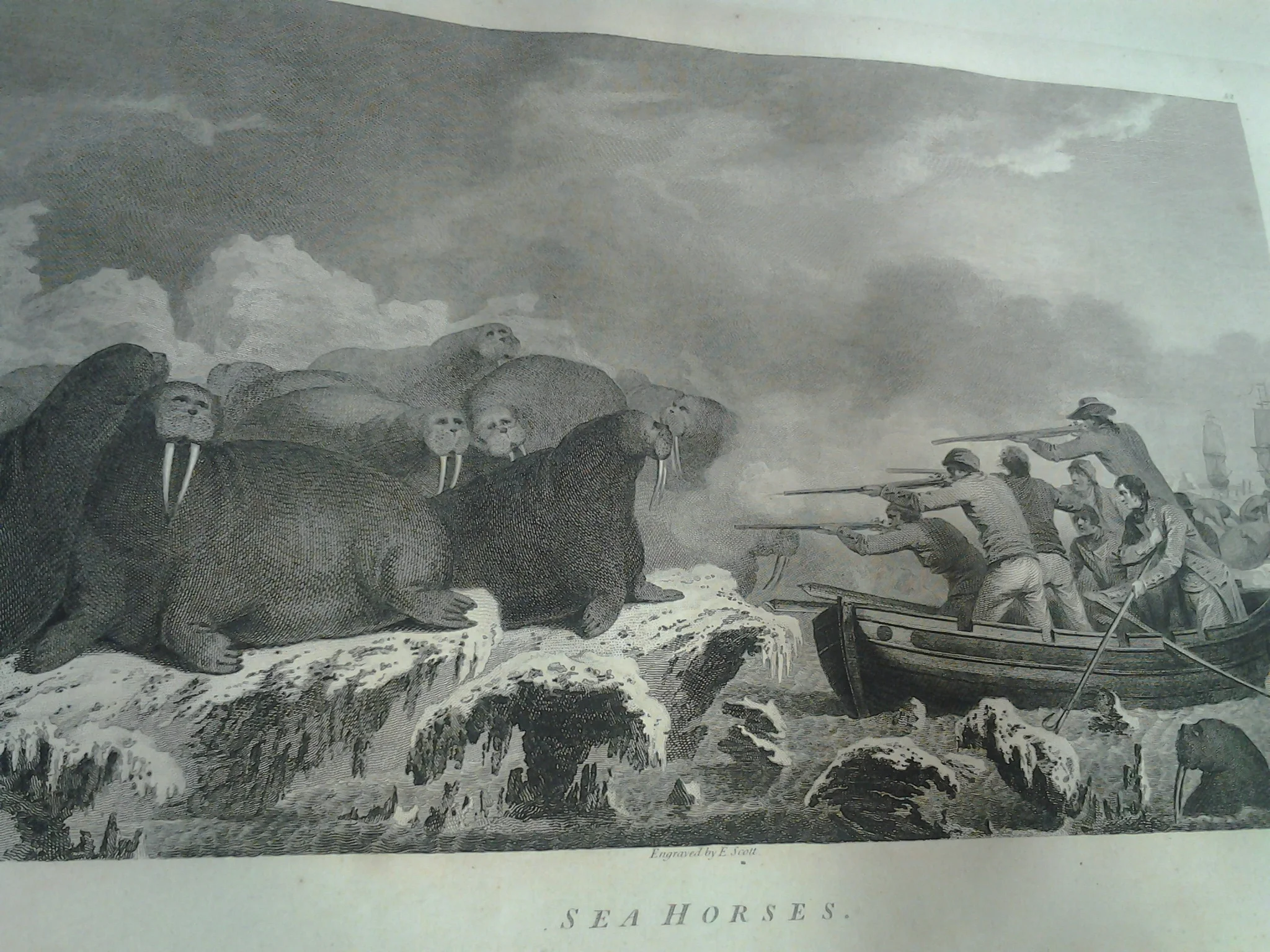 In the far south, the explorers encountered strange creatures like these "sea horses".