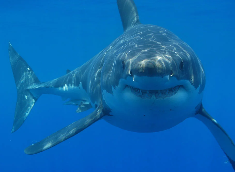 Great white sharks really got the short end of the stick after Jaws . Image by Hermanus Backpackers .
