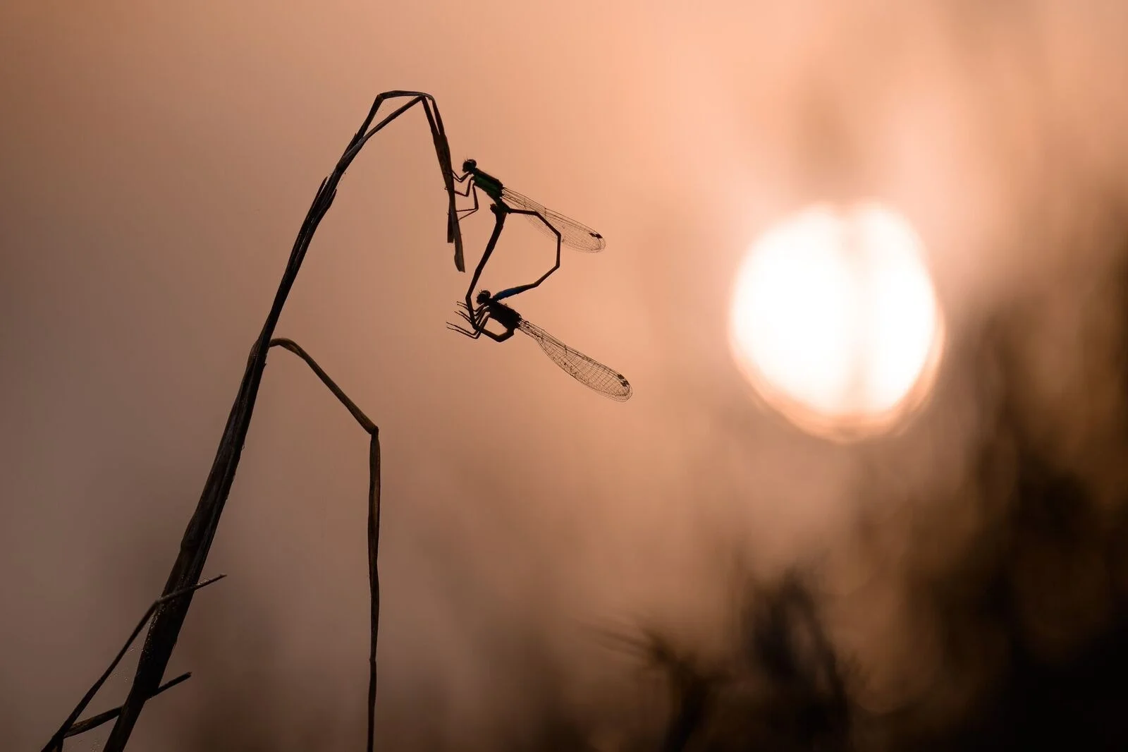 This beautiful shot by Spencer Cox renders the usually-invisible world of damselflies visible.