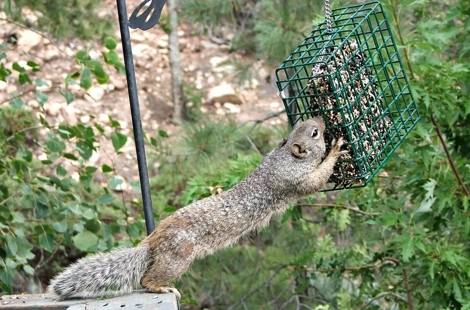 Does the feeder mean that this isn't a natural wildlife photo?