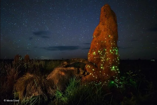 Marcio Cabral's photo called "The Night Raider" was recently disqualified from the British Natural History Museum's photo competition because of evidence stating that the anteater is stuffed, not alive.