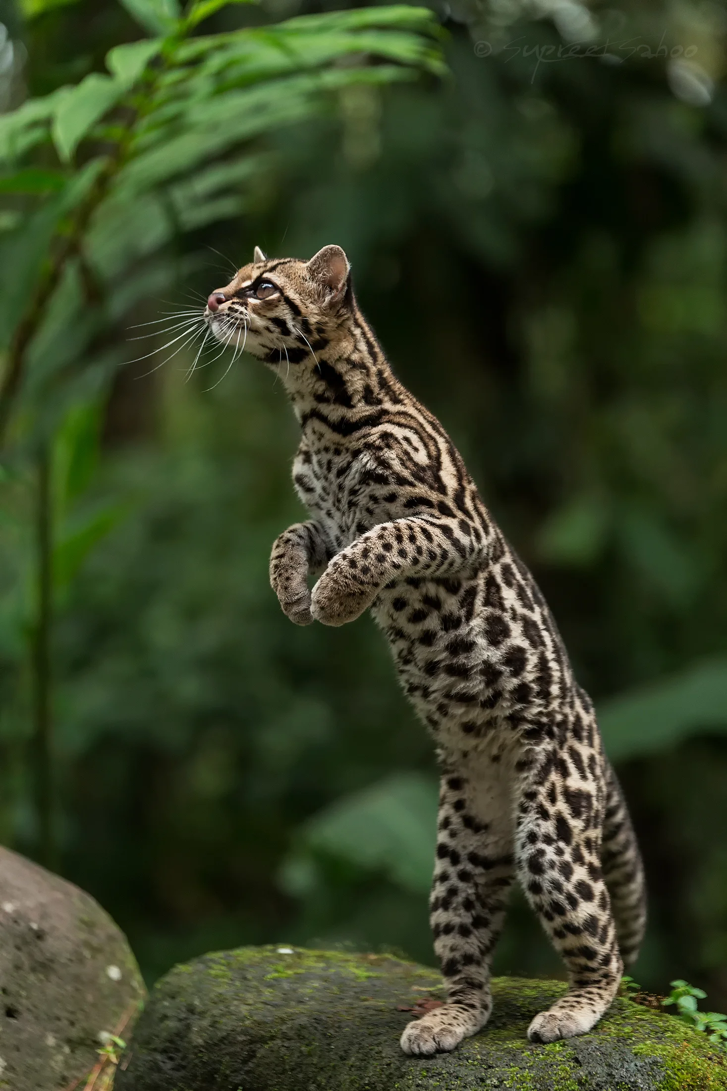 Not an ocelot, or even an ocelittle - it's a margay! Image by Supreet Sahoo .