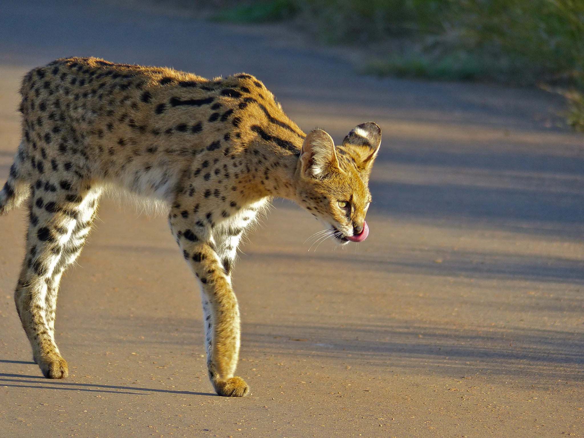 Servals use those huge rounded ears and long legs to find and catch prey. Image by Bernard DUPONT .