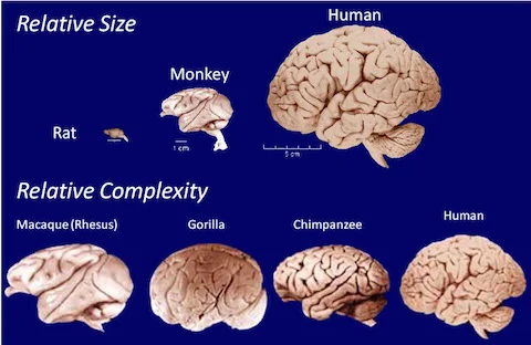 Generally speaking, the bigger and more wrinkly the brain, the smarter the animal is (with some notable exceptions like the octopus). Images from the National Institute of Basic Bi ology, Japan, and University of Washington, via Tedd Roberts and Baen ..