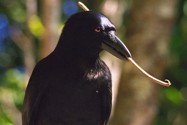 New Caledonian crows make their own custom tools from leaves and sticks. Image from Cornell University, via Brooks Hays and UPI .