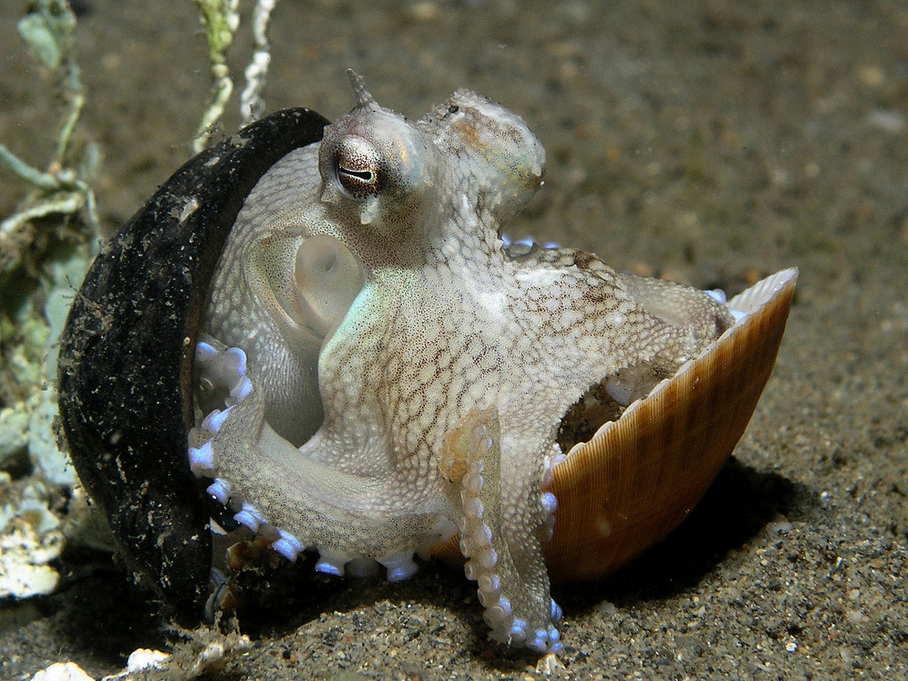 A tiny coconut octopus carries a nutshell and a clam shell for protection as it searches for food. Image by Nick Hobgood .