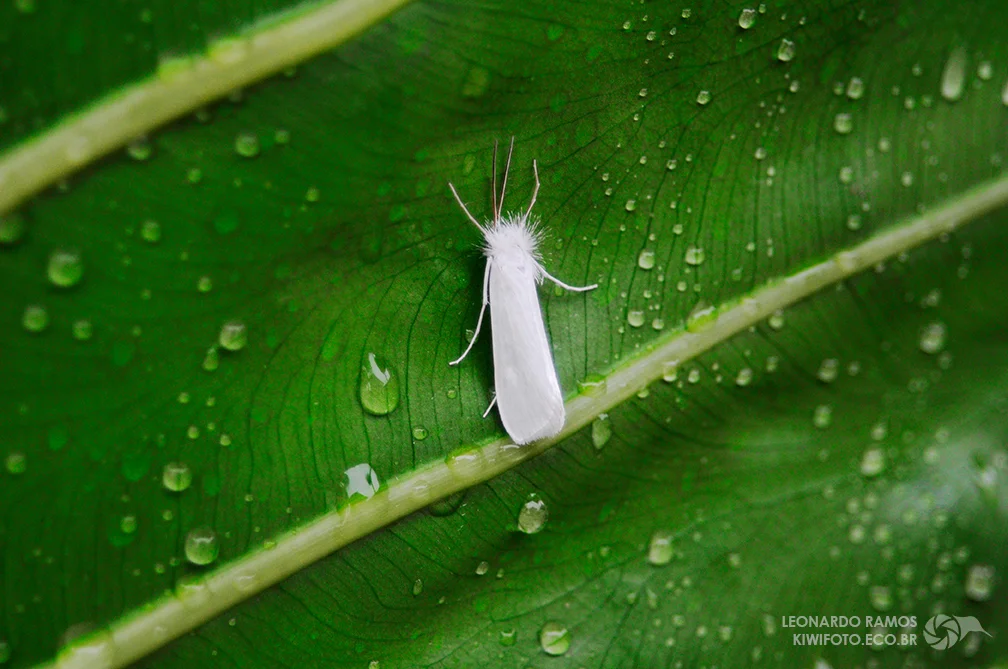A whole new world: photography helped me look closely and more attentively at the world, and understand the place where science comes from. Image by Leonardo Ramos.