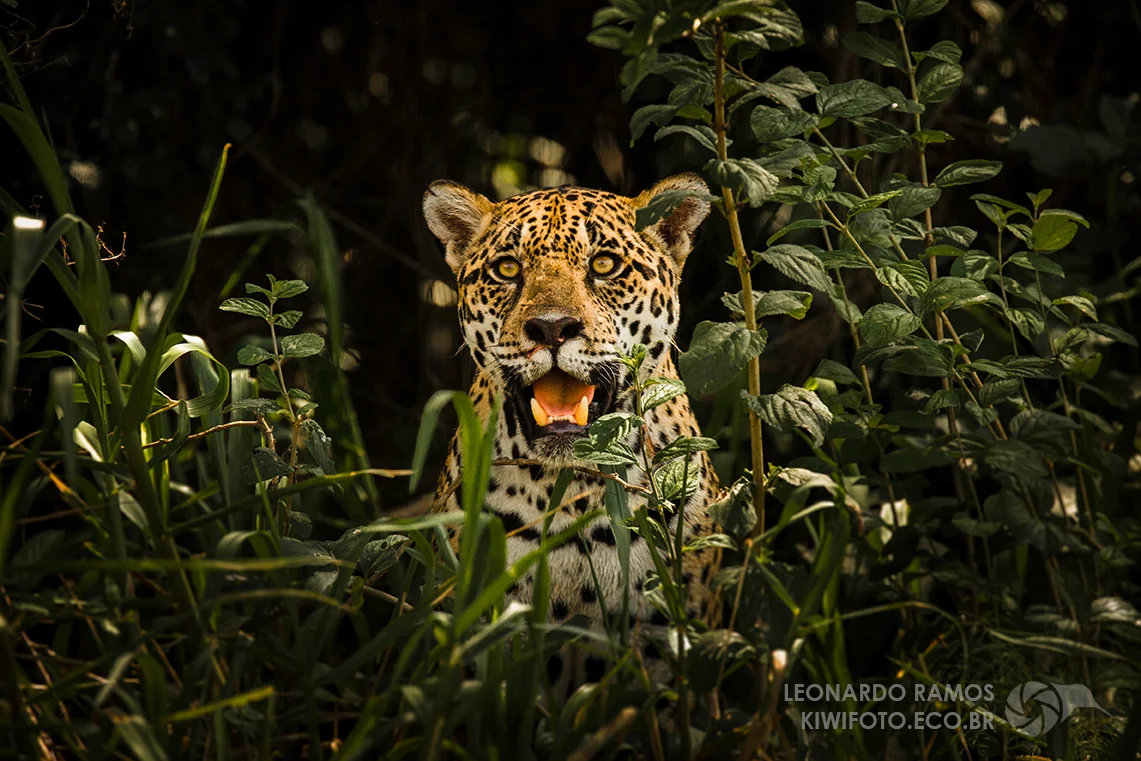 A jaguar from the Brazilian Pantanal. This photo won the second place of the Wiki Loves Earth 2017 International Photography Competition , and is available at Wikimedia Commons under a Creative Commons license. Image by Leonardo Ramos.