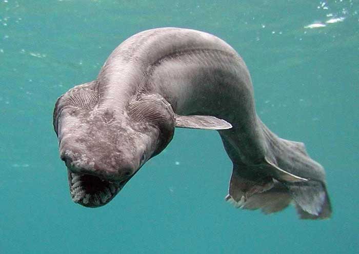 Not a sea serpent, but a frilled shark. Image by Ibolya .