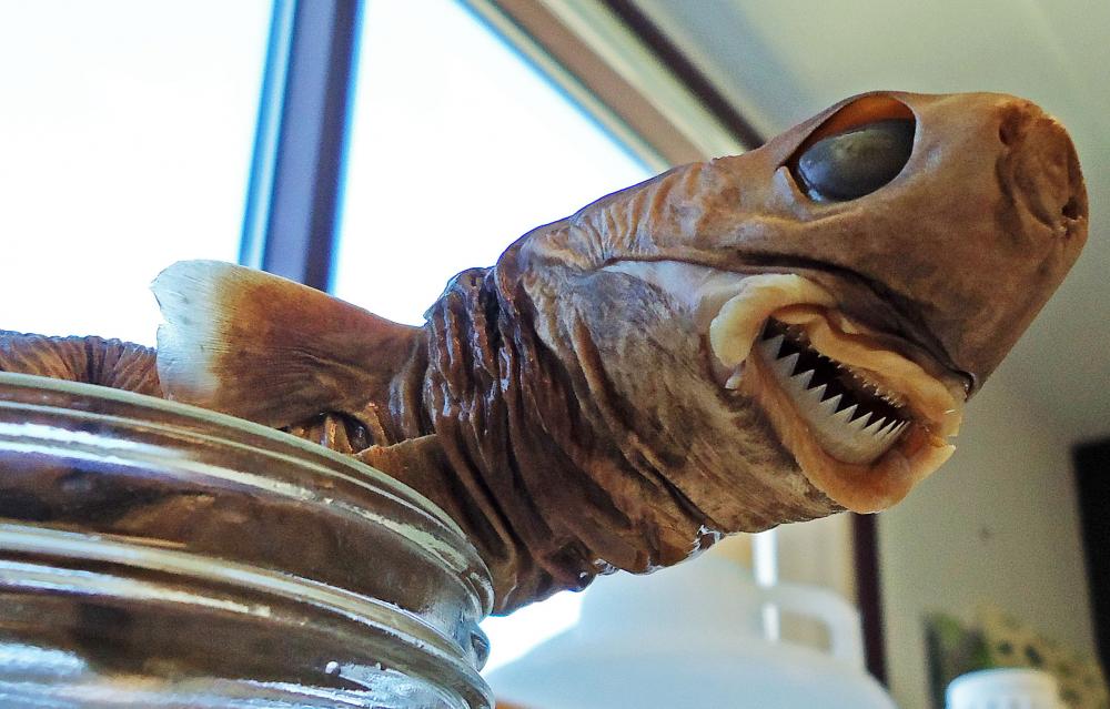 A preserved specimen of a cookiecutter shark. Image by Jennifer Strotmen via Smithsonian Ocean .