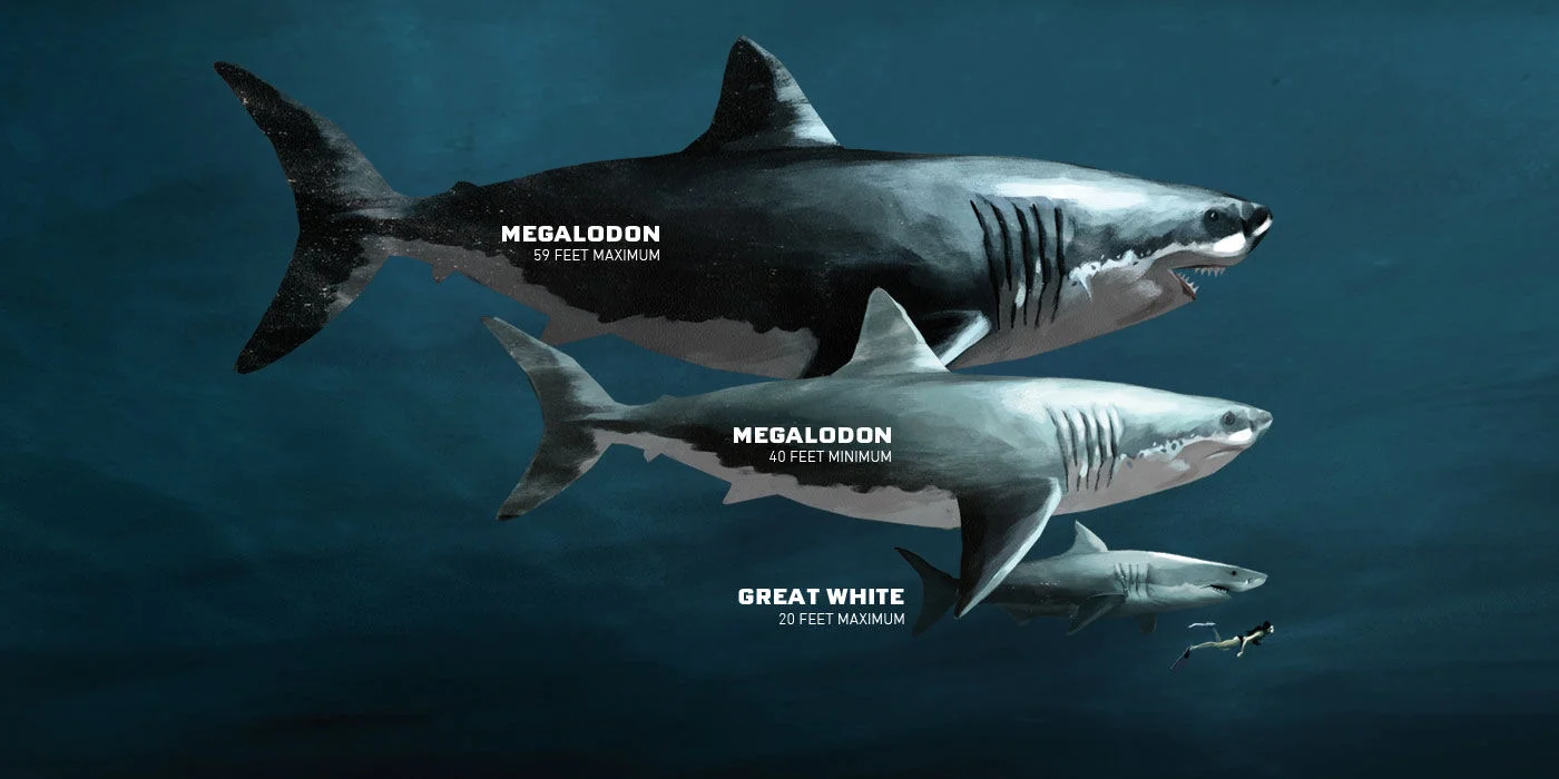 Modern divers are probably pretty glad that the megalodon isn't around anymore. Image from PADI .