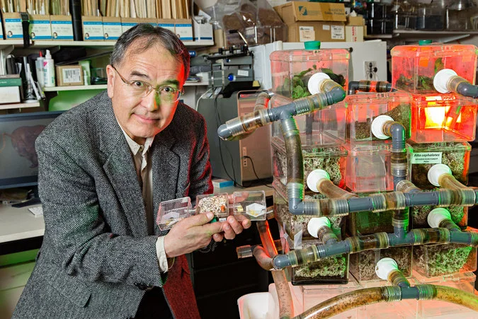 Dr. Ted Schultz shows off some of the live fungus-farming ant colonies in the NMNH AntLab. Image by Jim DiLoreto .