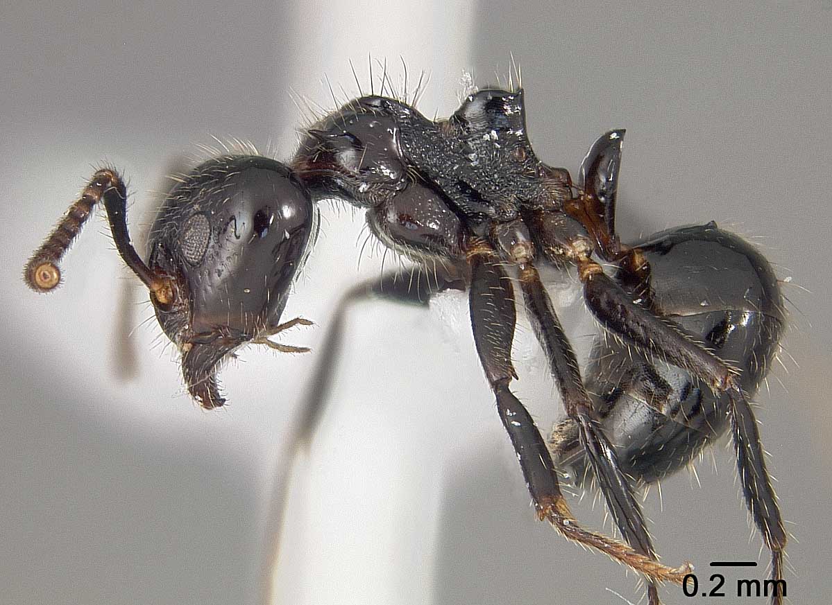 My photos of the Dolichoderus inpai are the first known images of the species.