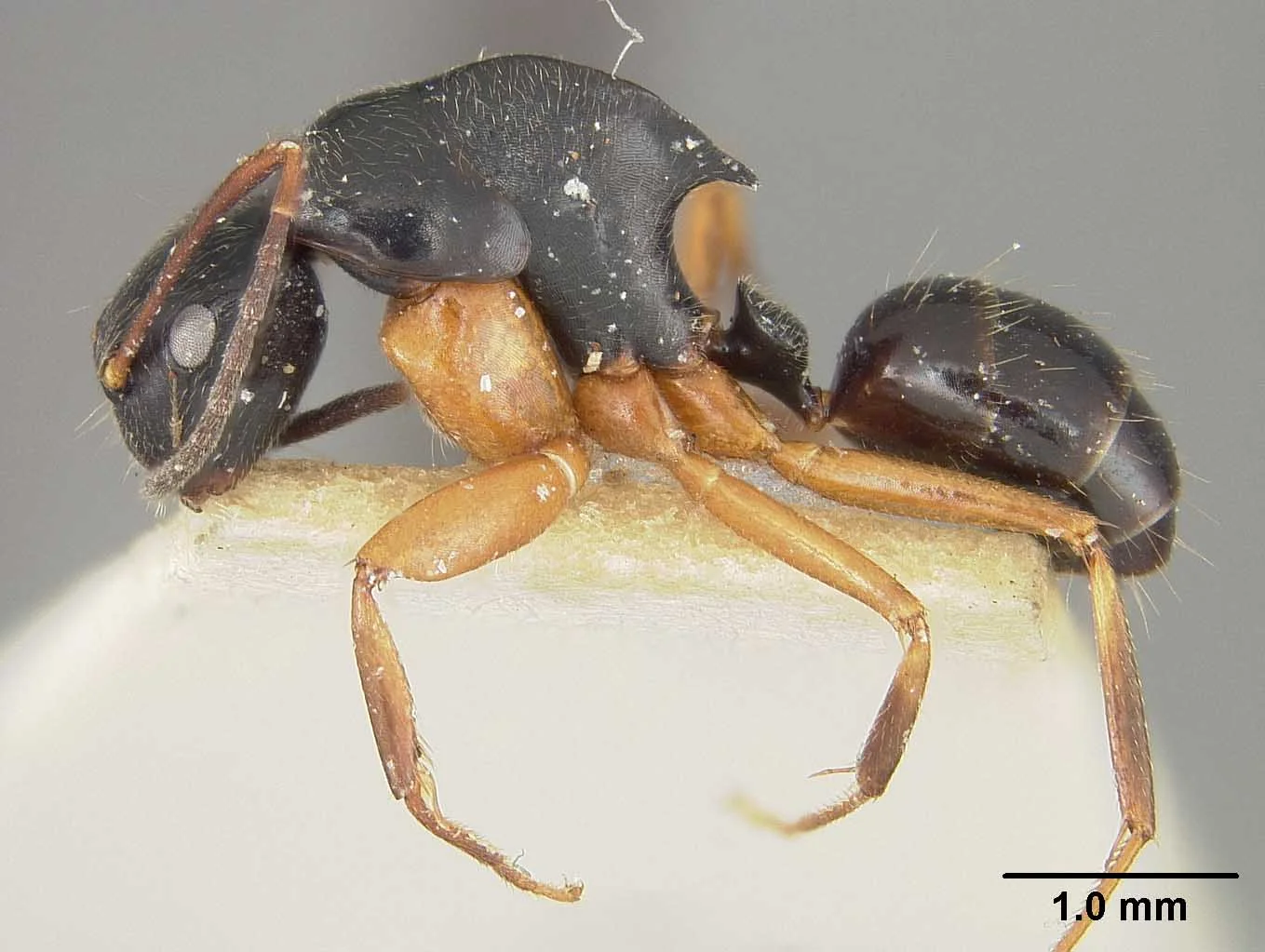 This Lauensis is a type specimen, so I had to be even more careful than usual while photographing it.