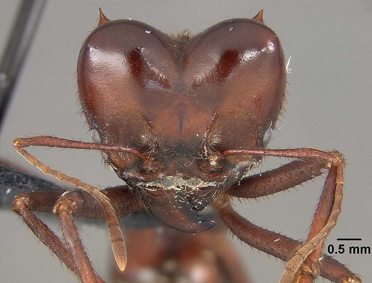 Atta laevigata is better known as a leafcutter ant, a type of fungus farmer. This particular specimen is a soldier.