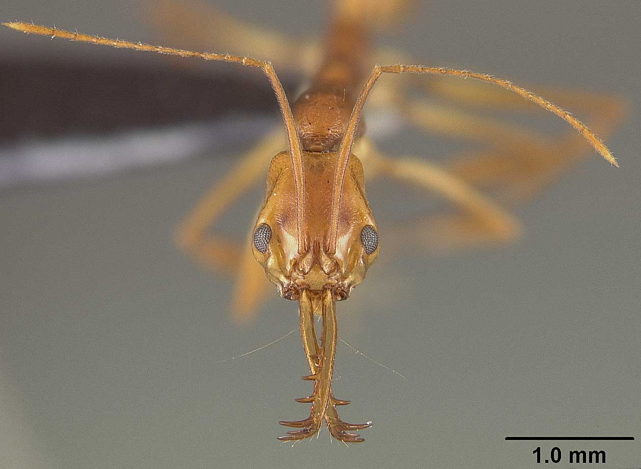 Anochetus horridus is a trap-jaw ant. They lock their mandibles open, and when a smaller creature triggers the sensitive hairs, the jaw snaps shut around the prey.