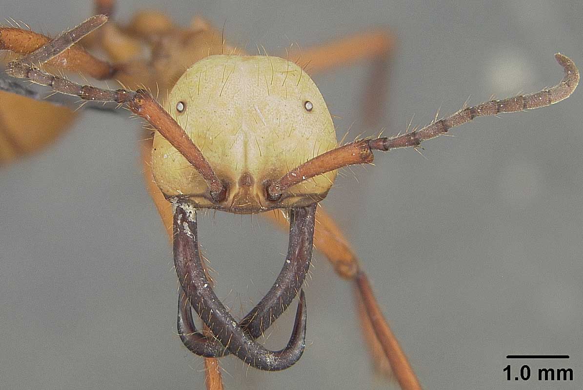Eciton hamatum is a sort of army ant. Those big curvy mandibles are used to carry loot back home after raiding parties.